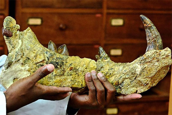 Ancient Giant Jawbone from Unknown Mega-carnivore Found