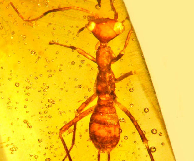 Ancient Unknown 'Alien' Insect Found Encased in Amber
