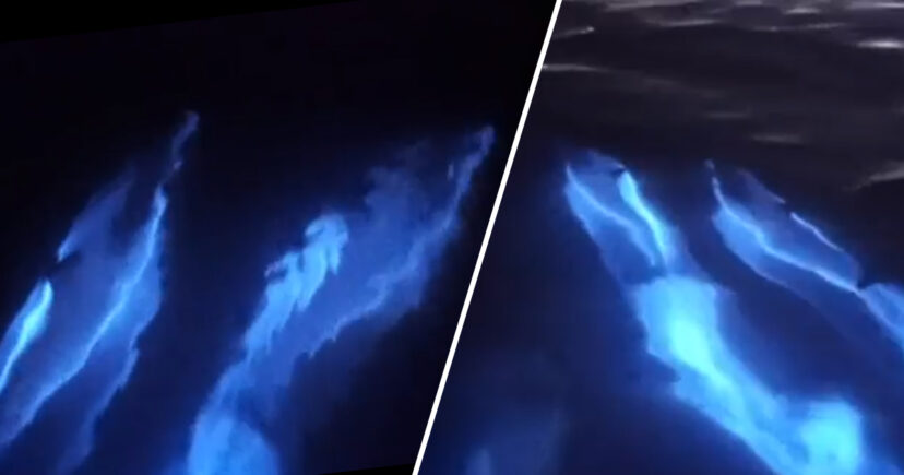 Photographer Captures 'Glowing Dolphins'