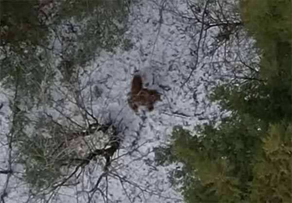 Man Claims to Have Captured 'Bigfoot' in Drone Footage