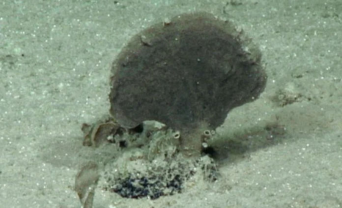 Weird New Species Found in the Pacific Ocean