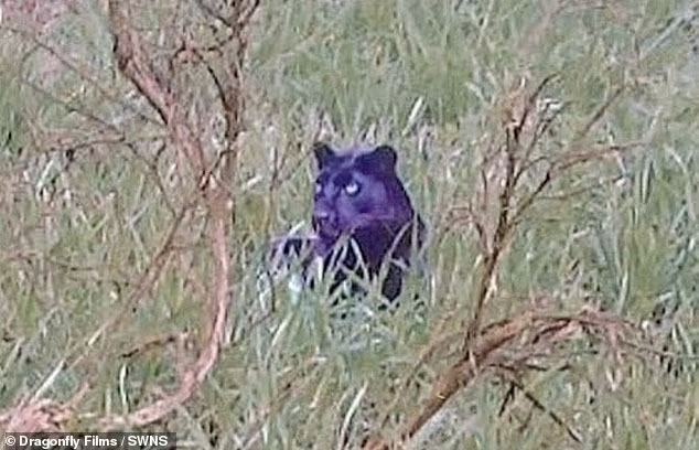 Unearthed Photo Hailed as Best-Ever Picture of a British Big Cat