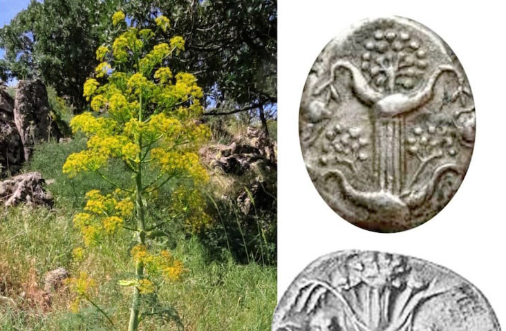 Extinct 'Miracle Plant' May Have Been Rediscovered in Turkey