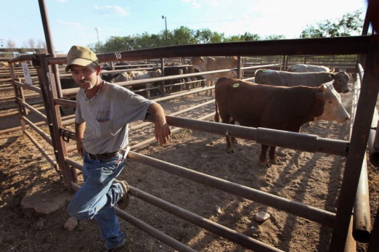 Oregon Cattle Mutilations Confound Ranchers