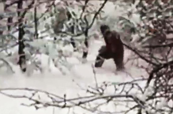 Is Bigfoot Living in Yellowstone National Park?