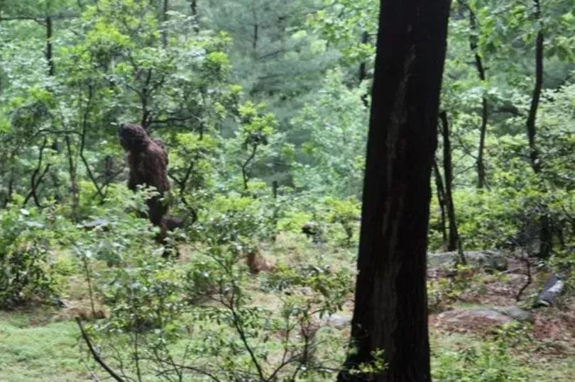 Debate Stirred after 'Bigfoot' Pictured with 'Baby on Its Back'