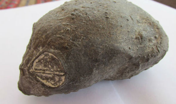Mummified Skull of 'Stange Creature' Found in Peruvian Desert