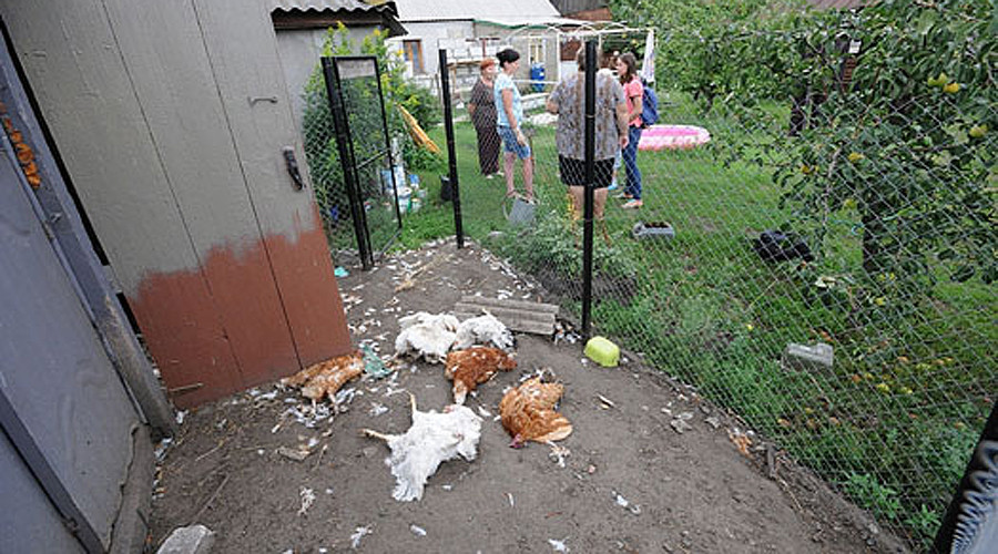 'Chupacabra'-Like Predator Attacks Poultry in Russia