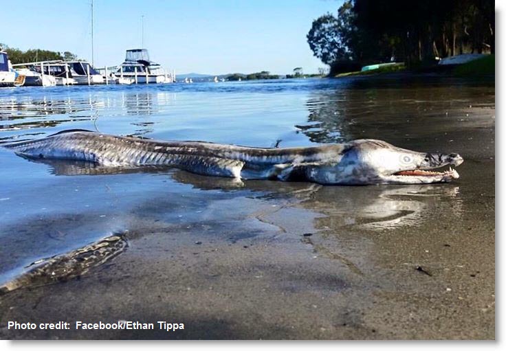 Body of Mystery Sea Creature Washes Up on Beach