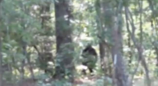 New 'Bigfoot' Sighting Video Impresses Experts