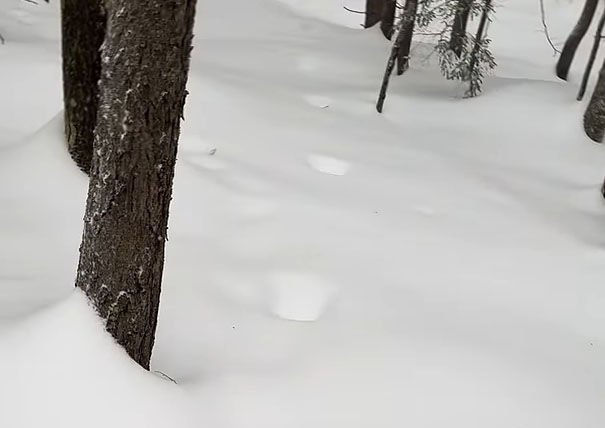 Trail of Bigfoot Tracks Found in Snowy Maine Forest?