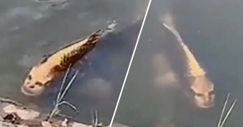 Fish with 'Human Face' Spotted in Chinese Lake