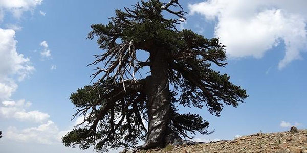 Europe's Oldest Living Tree Discovered