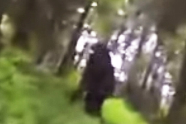 'Bigfoot' Caught on Camera by Dog Wearing GoPro
