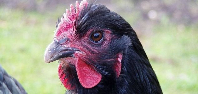 Scientists Revert Chicken Beaks in to Dinosaur-Like Snouts