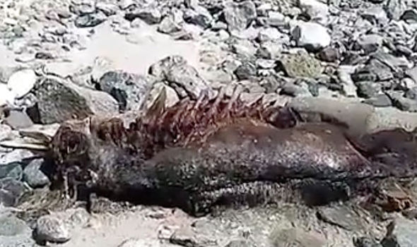 Strange Creature Washes Ashore on Mexican Beach
