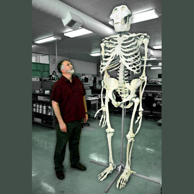Life Size 3D Skeleton Shines Light on Sasquatch Posture