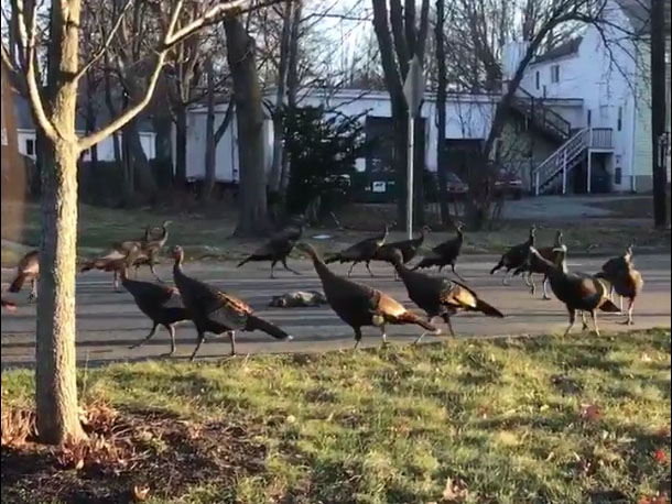 Turkeys Circle Dead Cat in Bizarre 'Ritual' Video