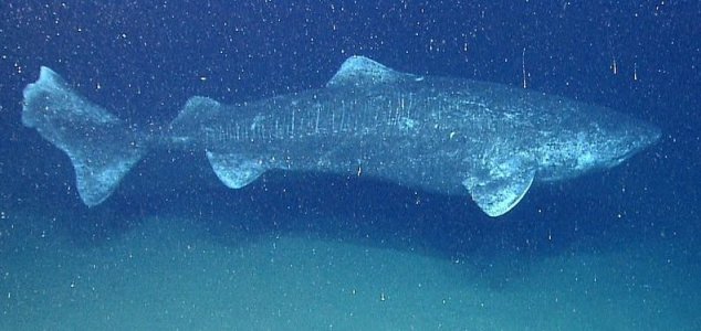 Greenland Shark Thought to Be 512 Years Old