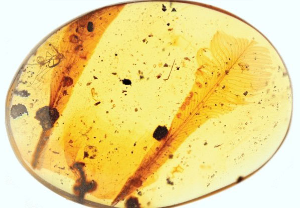 'Weird' Feathers Found Preserved in 100-Million-Year-Old Amber