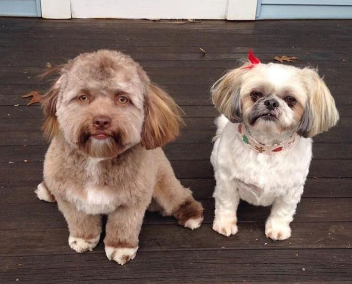 Dog with Human-like Face Confounds Onlookers