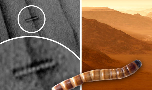 'Martian Worm' Spotted in NASA Photos of the Red Planet