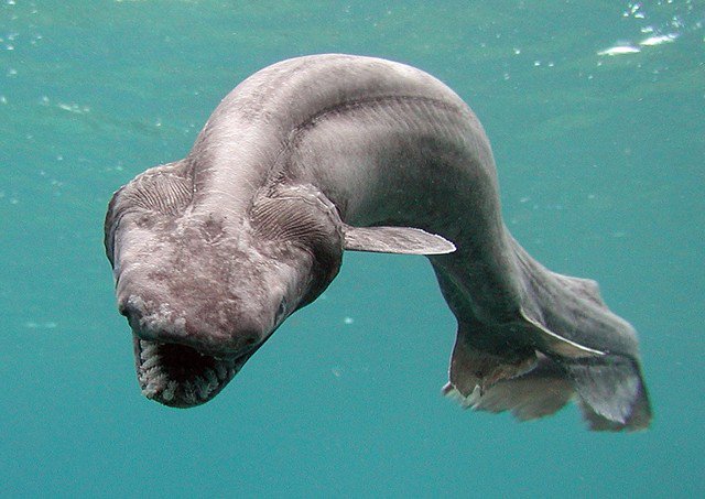 Rare 'Serpent' Shark Spotted in Waters Near Portugal