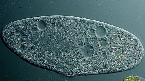 Have Scientists Just Found the Earliest Evidence of Life?