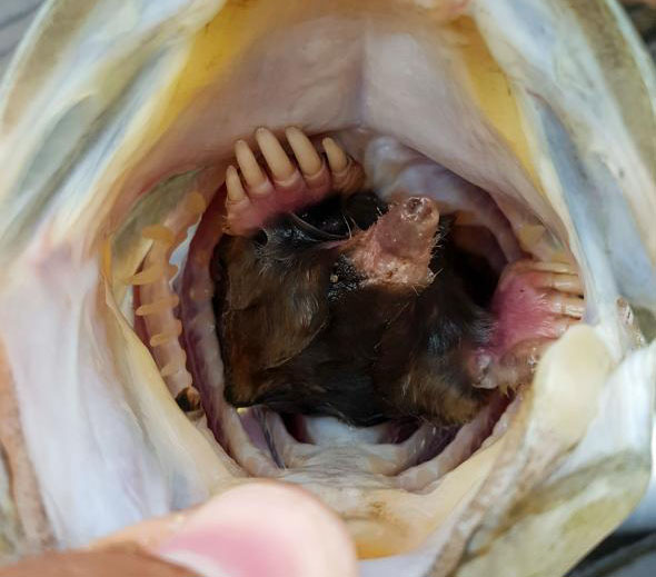 Mole Found Inside Fish