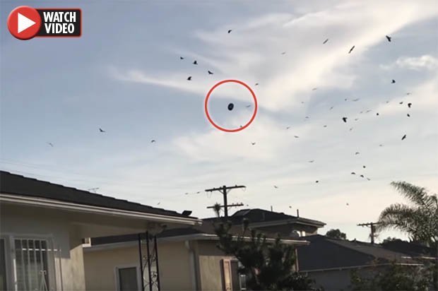 Bizarre Video Shows Crows Flocking Around 'UFO' Object