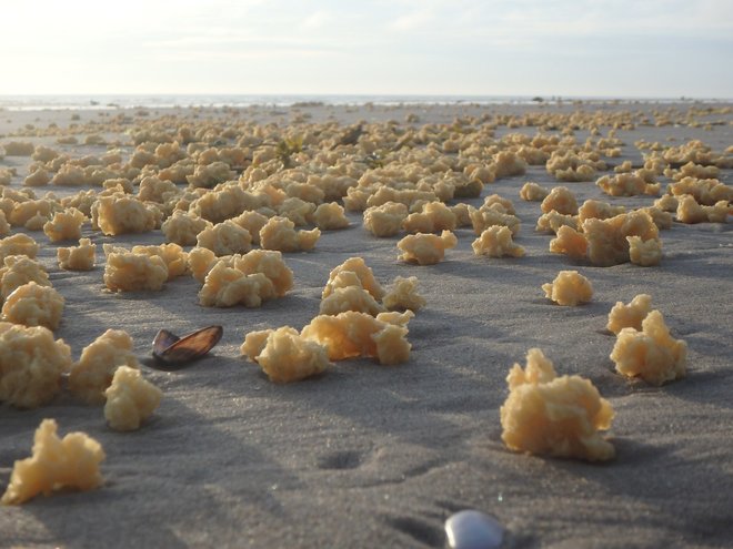 Mysterious Yellow Blobs Wash Up on French Shores