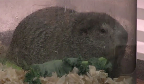 Punxsutawney Phil Sees His Shadow - 8 Other Groundhogs Don't