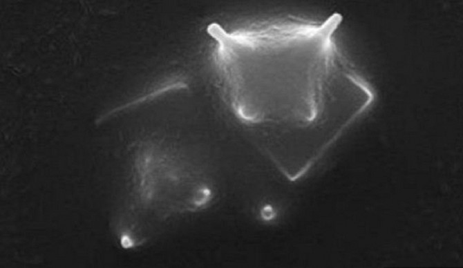 Is This the First True Photo of an Alien Organism?