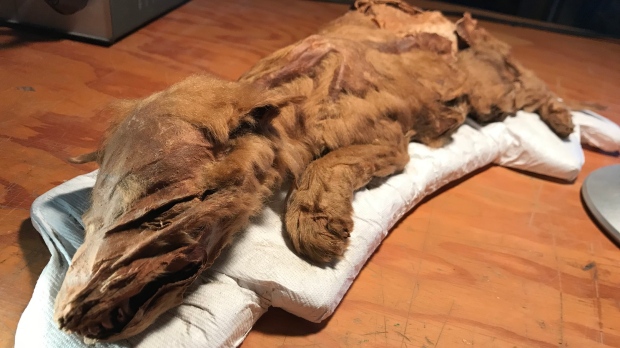 Mummified Wolf, More Than 50,000 Years Old, Unveiled in Yukon