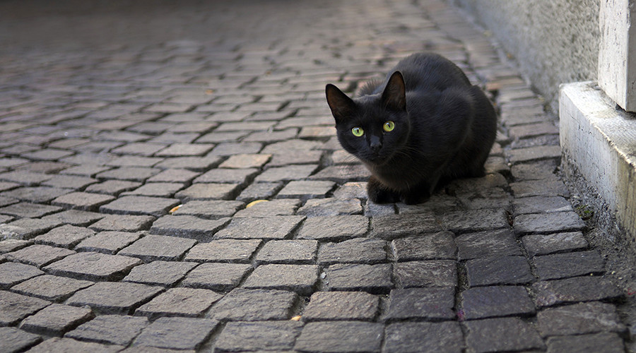 Vanishing of Black Cats from UK Villages Blamed on 'Witchcraft'