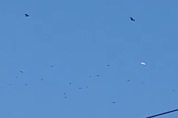 Cigar-Shaped 'UFO' Scares Flock of Birds into the Sky