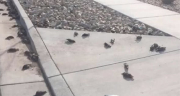 Hundreds of Birds Drop Dead in Sky Over Utah
