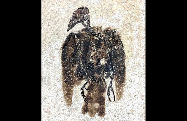 Ancient Bird Fossil Found with Feathers Still Attached