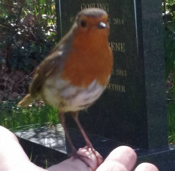 Mother Believes Robin Footage Is a Message from Her Dead Son