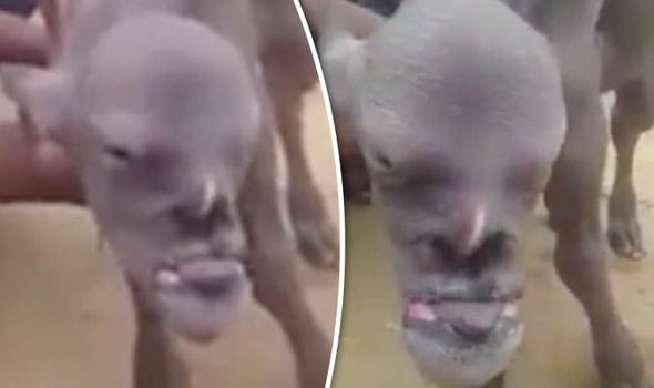 'Human Goat' with Man's Face Astounds Villagers