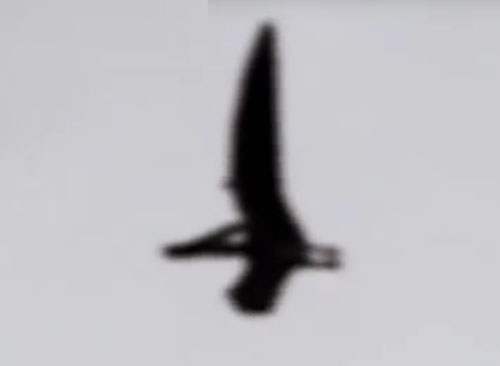 'Pterodactyl' Footage Confounds the Internet