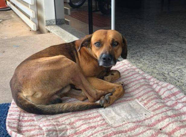 Loyal Dog Refuses to Leave Hospital Where Owner Died