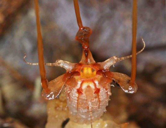 Alien-like Underground Plant Rediscovered after 150 years