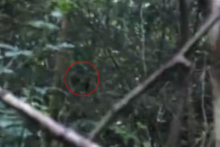 Footage Reveals 'Bigfoot' Sighting in Wales