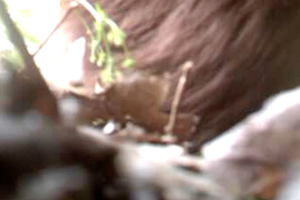 New Footage Captures 'Bigfoot' on Police Drug Cameras