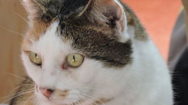 UK Police Conclude Cat Mutilations Not Perpetrated by Humans