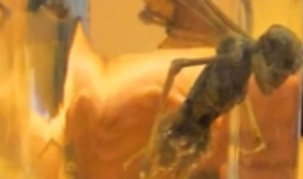 Alien, Fairy or Hoax? Strange Winged 'Being' Discovered in Mexico