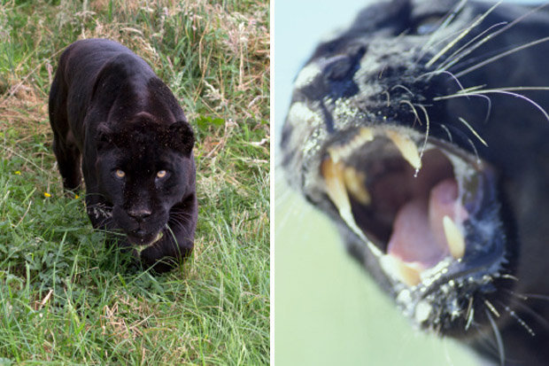 'Beast of Dartmoor' Big Cat Spotted in Devon UK