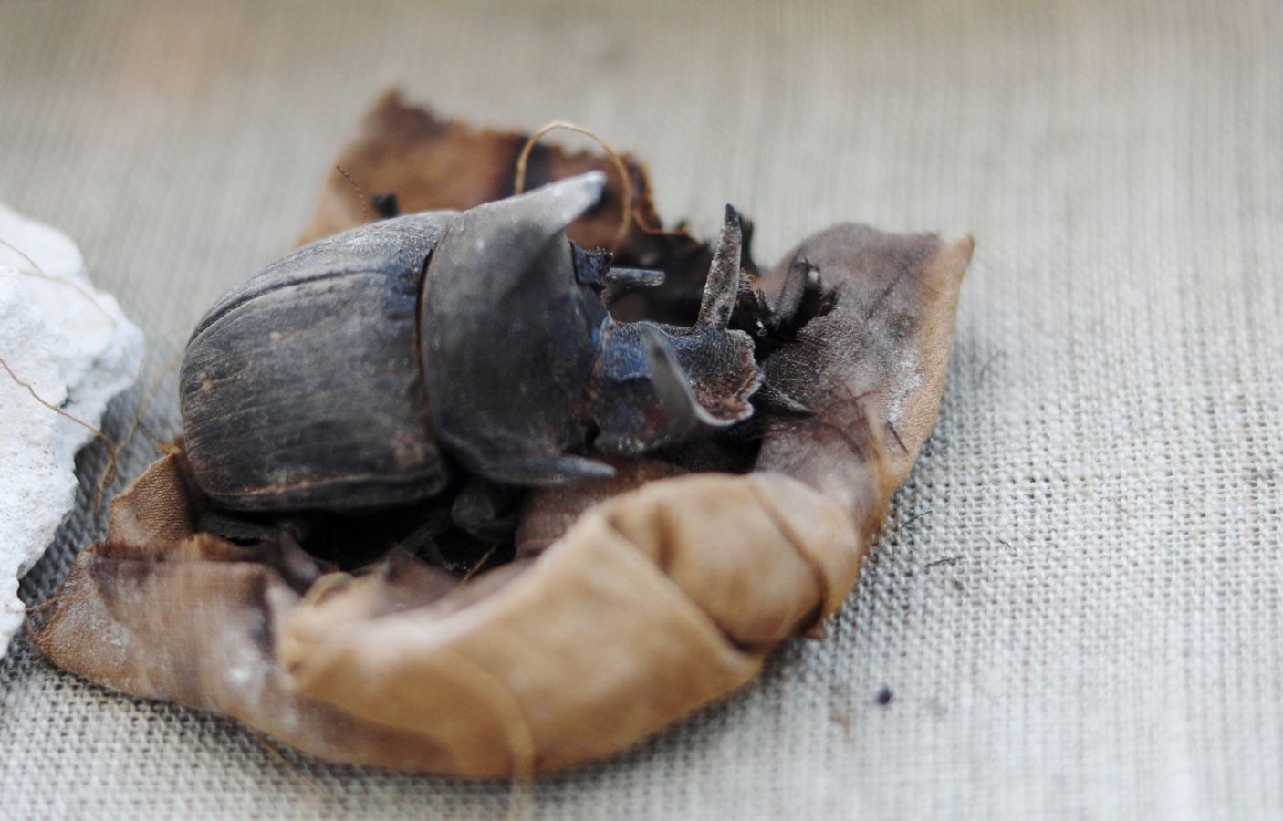 Archaeologists Find Mummified Beetles in Ancient Egyptian Tomb