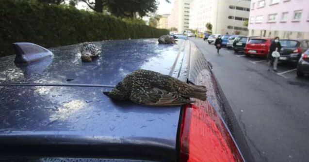 Two Hundred Birds Drop Dead from the Skies in Spain